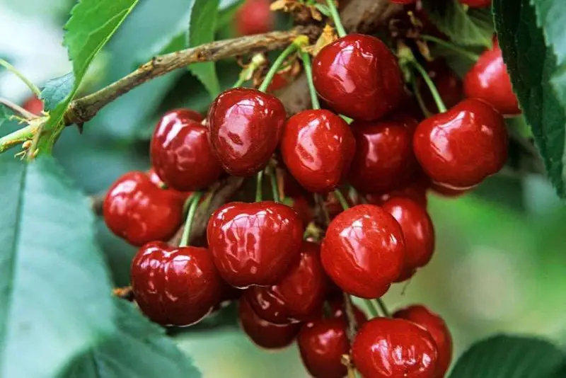 How to Plant Cherry Seeds for a Beautiful and Fruitful Garden