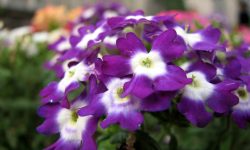 Is Verbena a Perennial Plant? Discover True Nature and Lifespan