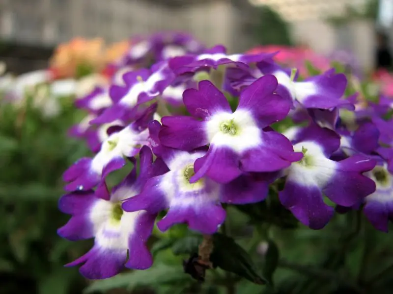 Is Verbena a Perennial Plant? Discover True Nature and Lifespan