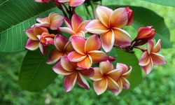 How to Propagate Plumeria: Expert Tips for More Tropical Blooms