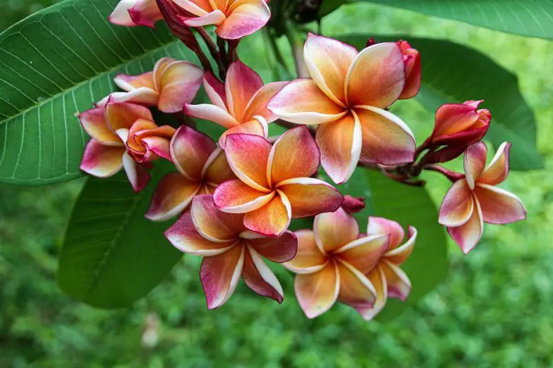 How to Propagate Plumeria: Expert Tips for More Tropical Blooms