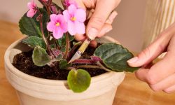 How to Propagate African Violets for Endless Indoor Beauty