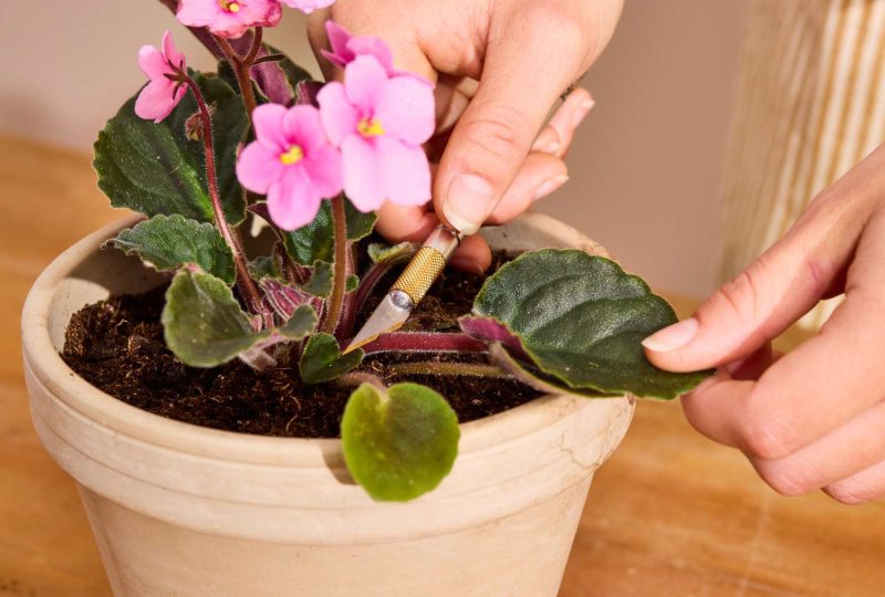 How to Propagate African Violets for Endless Indoor Beauty