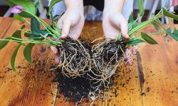 How to Propagate Anthurium Successfully: Tips for Healthy Plants