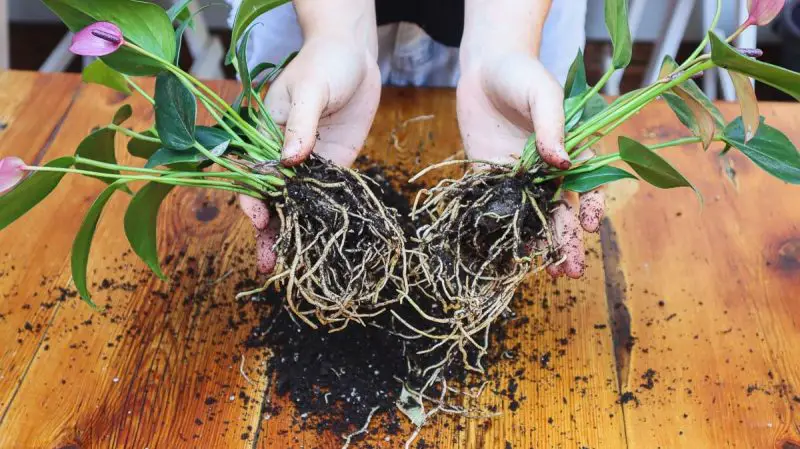 How to Propagate Anthurium Successfully: Tips for Healthy Plants