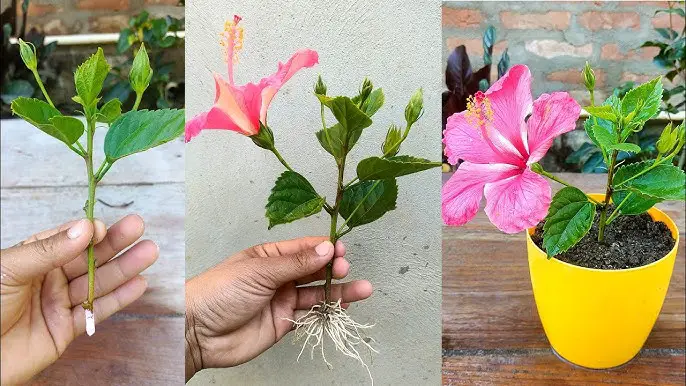 How to Propagate Hibiscus for More Blooms and Bigger Shrubs