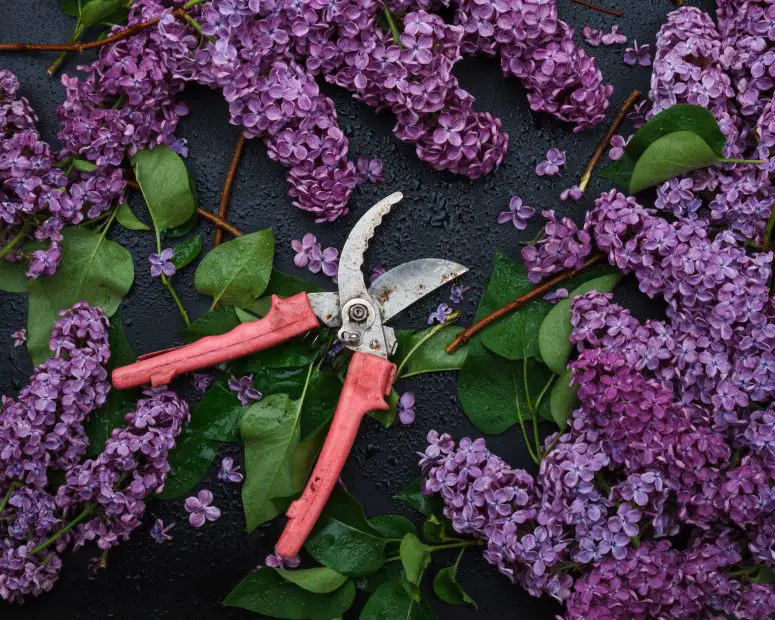 How to Propagate Lilacs: Expert Tips for Growing New Shrubs Fast