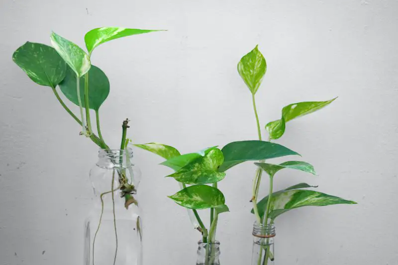 How to Propagate Pothos: Grow New Vines from a Single Cutting