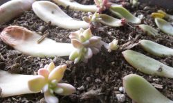 How to Propagate Succulents Successfully at Home Step by Step