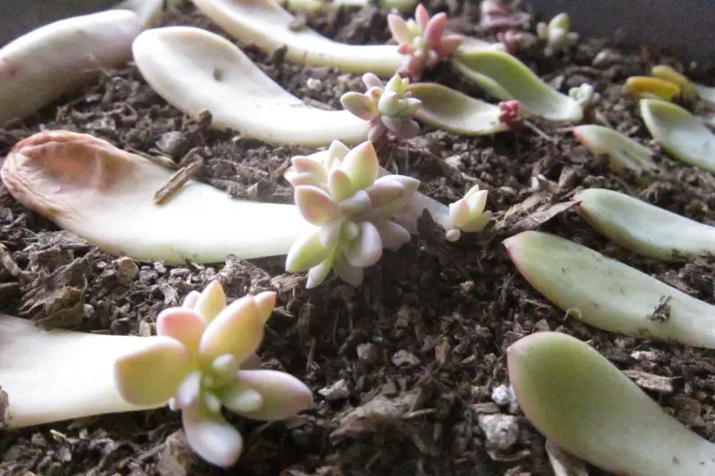 How to Propagate Succulents Successfully at Home Step by Step