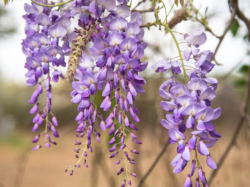 How to Propagate Wisteria at Home for More Blooms and Vines