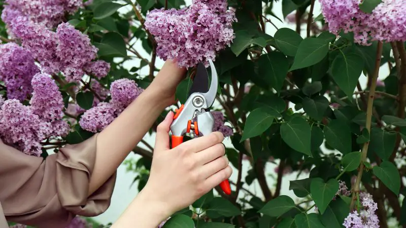 How to Prune a Lilac Bush Without Damaging Next Year’s Flowers