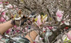 How to Prune a Magnolia Tree in Every Season for Lasting Beauty