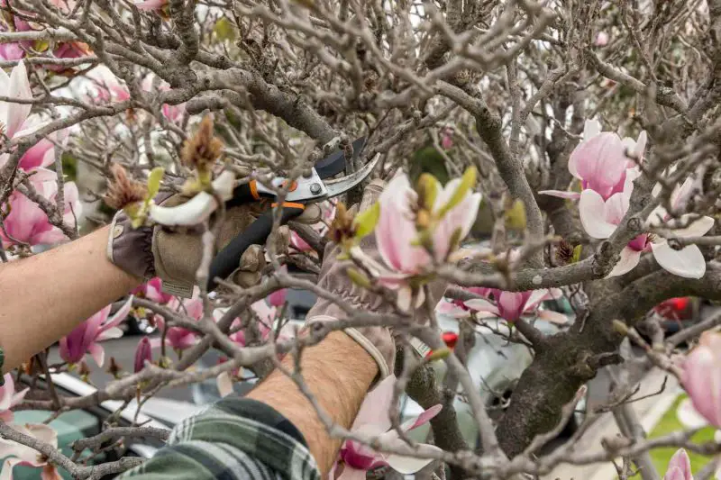 How to Prune a Magnolia Tree in Every Season for Lasting Beauty