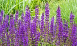How to Prune Salvias Without Damaging New Growth: Expert Tips
