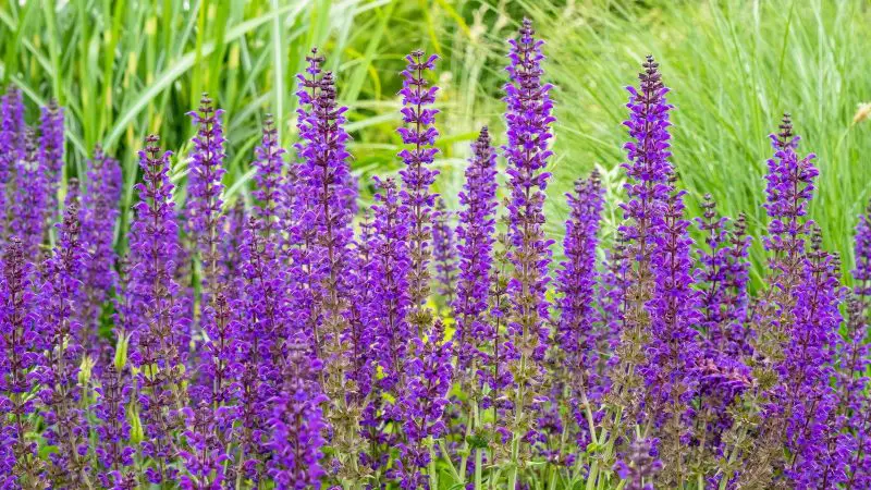 How to Prune Salvias Without Damaging New Growth: Expert Tips
