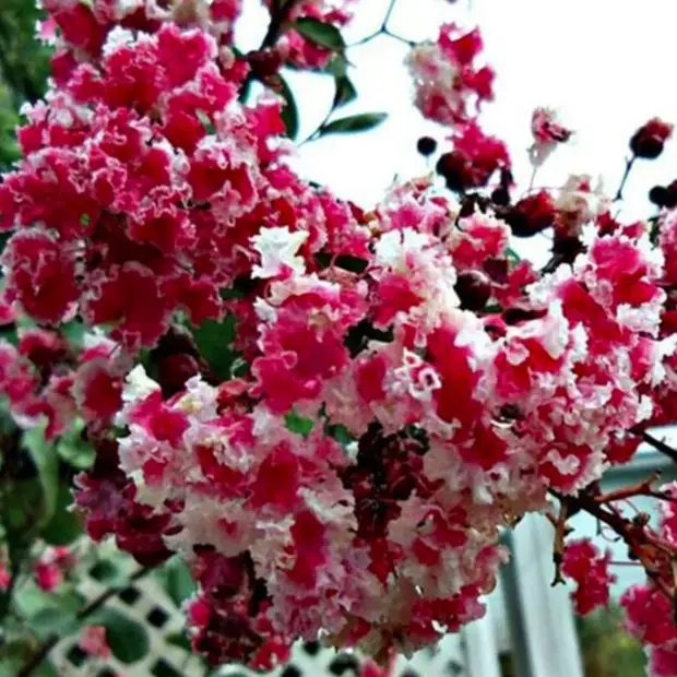 When to Prune Crepe Myrtle Without Damaging Its Natural Shape