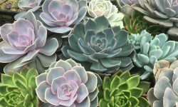 How to Plant Succulents for Maximum Growth and Minimal Effort