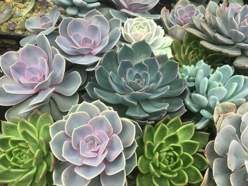 How to Plant Succulents for Maximum Growth and Minimal Effort