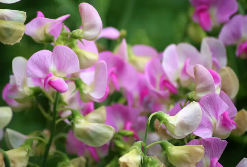 When to Plant Sweet Peas for the Best Blooms in Every Climate