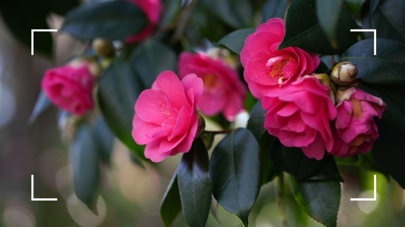 When to Prune Camellias for Maximum Flowering and Growth