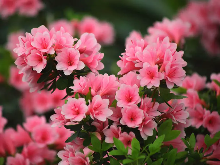 How Do You Plant an Azalea? Expert Tips for Thriving Blooms