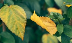 Why Are My Hibiscus Leaves Yellowing? Expert Tips to Save Plant