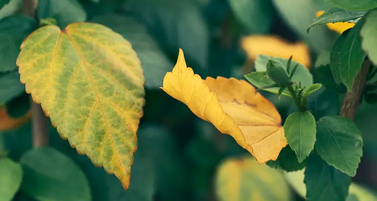 Why Are My Hibiscus Leaves Yellowing? Expert Tips to Save Plant