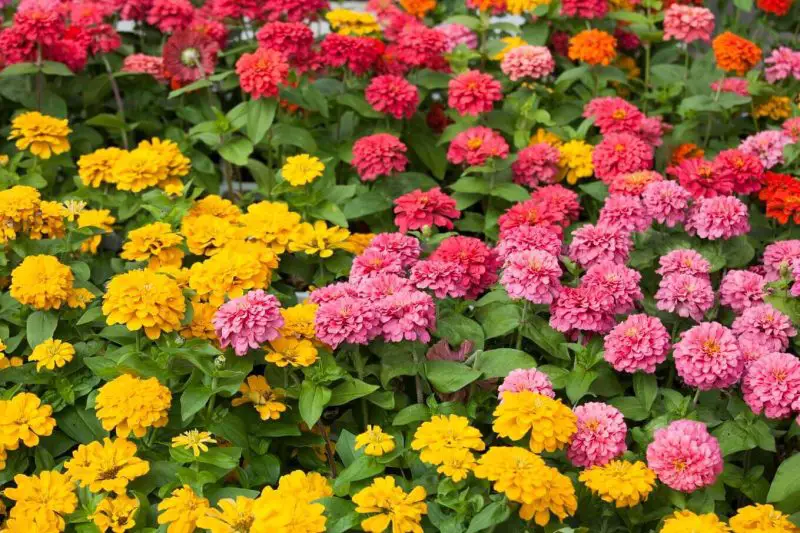 How to Harvest Zinnia Seeds for Endless Blooms Year After Year