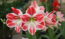 When to Cut Back Amaryllis Leaves: Timing Tips for Healthy Bulbs