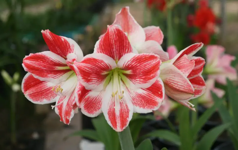 When to Cut Back Amaryllis Leaves: Timing Tips for Healthy Bulbs