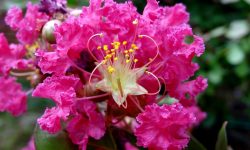 When to Plant Crape Myrtle: Timing Tips for Beautiful Flowering