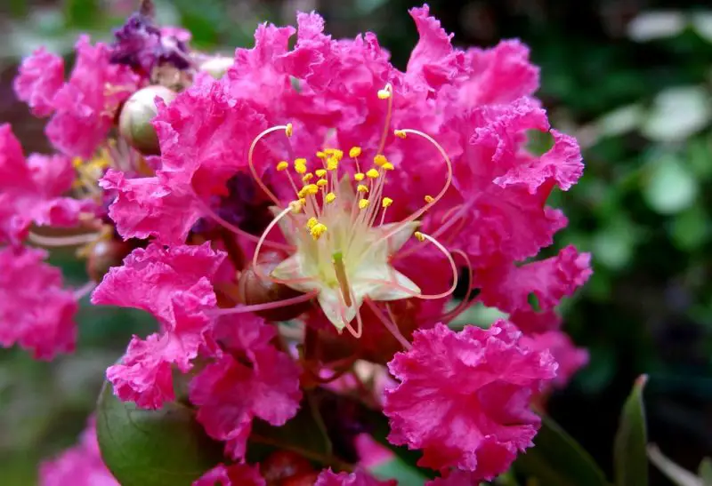 When to Plant Crape Myrtle: Timing Tips for Beautiful Flowering
