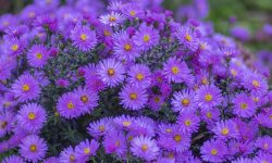 When to Plant Asters: Essential Tips for Maximum Color and Bloom