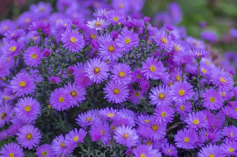 When to Plant Asters: Essential Tips for Maximum Color and Bloom