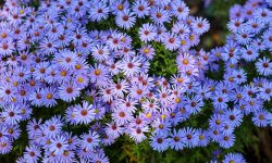 When Do Asters Bloom? A Helpful Quick Guide to Their Fall Beauty