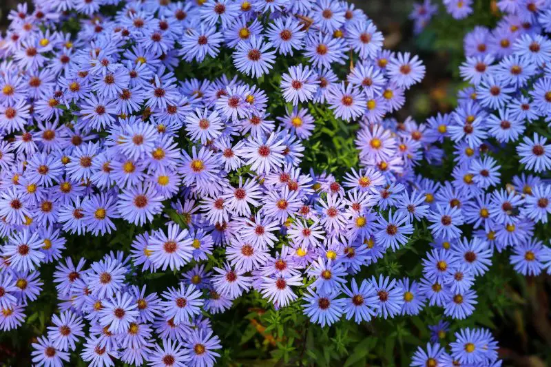When Do Asters Bloom? A Helpful Quick Guide to Their Fall Beauty