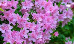 When to Prune Azalea for Healthier Blooms and a Fuller Shape