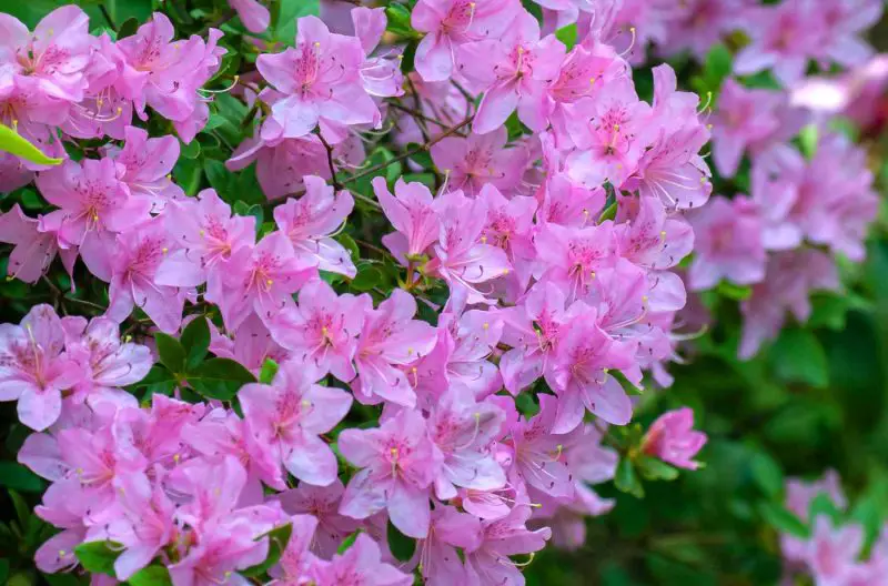When to Prune Azalea for Healthier Blooms and a Fuller Shape
