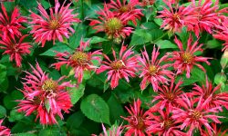 How to Grow Bee Balm: Guide to Enjoy Vibrant Summer Flowers