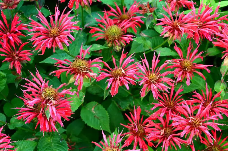 How to Grow Bee Balm: Guide to Enjoy Vibrant Summer Flowers
