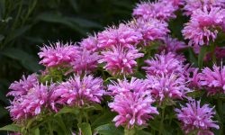 When Does Bee Balm Bloom? Expert Tips for Stunning Gardens