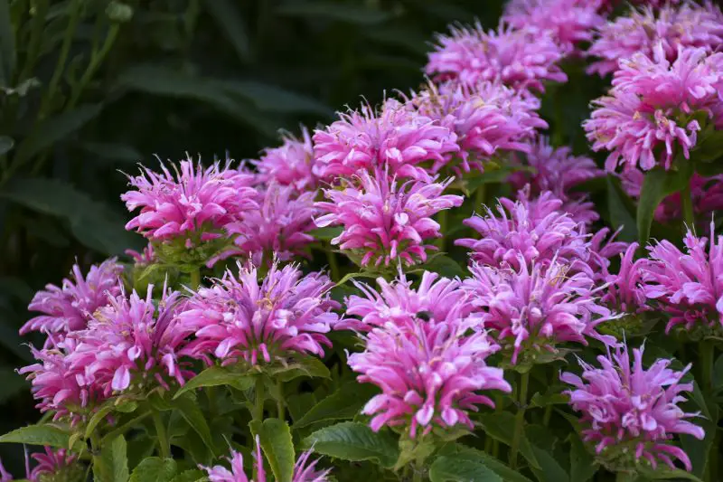When Does Bee Balm Bloom? Expert Tips for Stunning Gardens