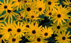 How to Plant Black Eyed Susan Seeds and Care for More Blooms