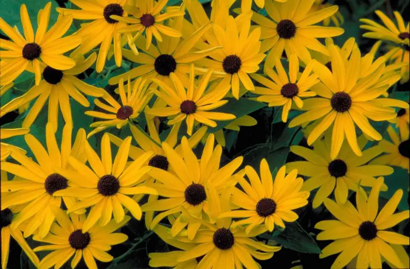 How to Plant Black Eyed Susan Seeds and Care for More Blooms
