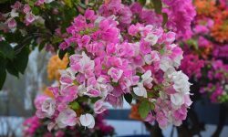 How to Care for Bougainvillea: Ultimate Guide for Thriving Plants