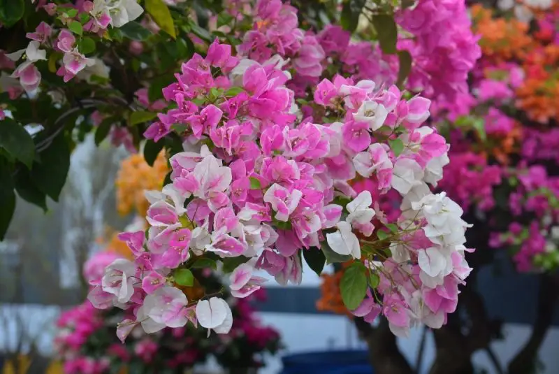 How to Care for Bougainvillea: Ultimate Guide for Thriving Plants