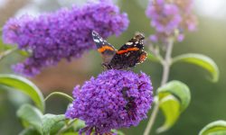 How to Care for Butterfly Bush to Attract Pollinators to Your Garden