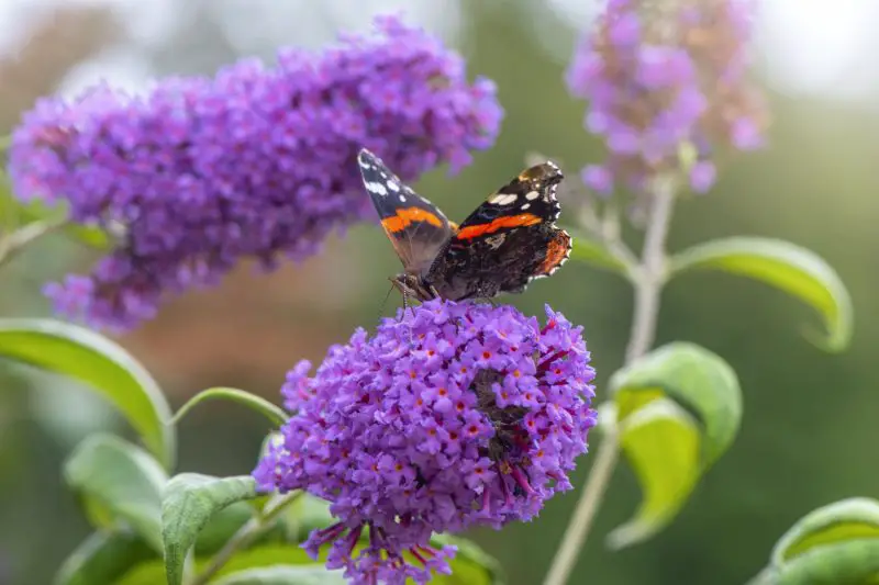 How to Care for Butterfly Bush to Attract Pollinators to Your Garden