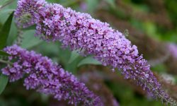 When to Plant Butterfly Bush for Maximum Growth and Blooming